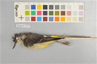 藏品(灰鶺鴒)的圖片